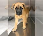 Small #1 German Shepherd Dog