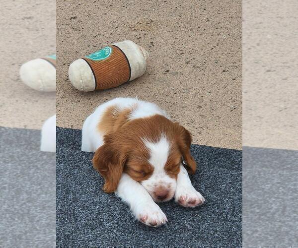 Medium Photo #13 Brittany Puppy For Sale in MONTROSE, CO, USA