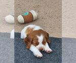 Small Photo #13 Brittany Puppy For Sale in MONTROSE, CO, USA