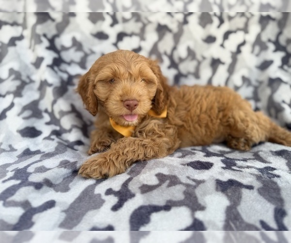 Medium Photo #1 Cock-A-Poo Puppy For Sale in LAKELAND, FL, USA