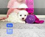 Image preview for Ad Listing. Nickname: Maltipoo Male