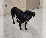 Small Labrador Retriever Mix