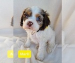 Puppy 2 Cocker Spaniel