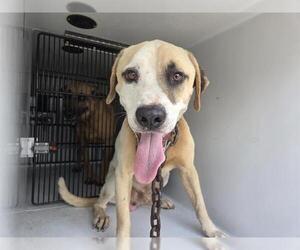 American Pit Bull Terrier-Unknown Mix Dogs for adoption in Houston, TX, USA