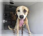 Small American Pit Bull Terrier Mix