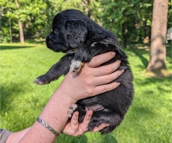 Medium Photo #38 Golden Mountain Doodle  Puppy For Sale in BROKEN ARROW, OK, USA