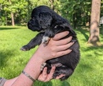 Small Photo #38 Golden Mountain Doodle  Puppy For Sale in BROKEN ARROW, OK, USA