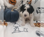 Small Photo #12 Bernedoodle (Miniature) Puppy For Sale in DANVILLE, IN, USA