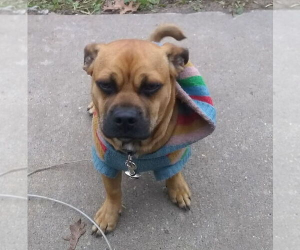 Medium Photo #1 Chug Puppy For Sale in Minneapolis, MN, USA