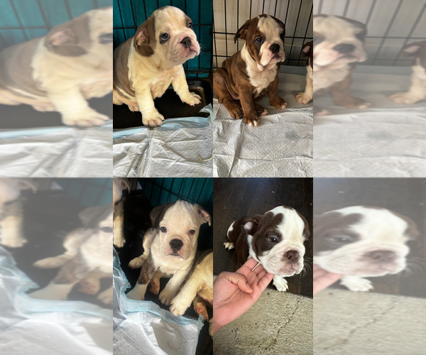 Medium Photo #1 English Bulldog Puppy For Sale in WASHINGTON, DC, USA