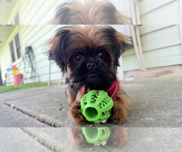 Medium Photo #3 Shih Tzu Puppy For Sale in Wheaton, IL, USA