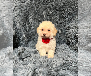 Poodle (Toy) Puppy for sale in JEFFERSONVILLE, IN, USA