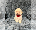Image preview for Ad Listing. Nickname: Teddy boy