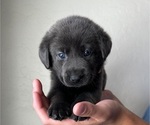 Small Photo #5 Labrador Retriever Puppy For Sale in QUEEN CREEK, AZ, USA