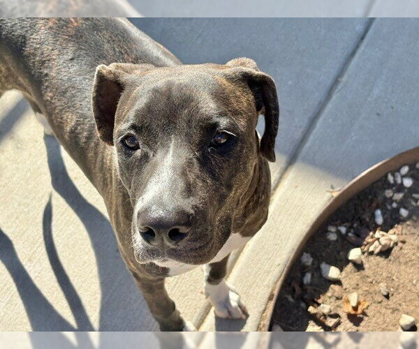 Medium Photo #1 Mutt Puppy For Sale in Tulsa, OK, USA