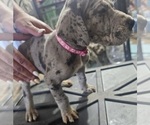 Puppy DAISY Great Dane