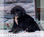 Small #2 Bernedoodle (Miniature)-Labrador Retriever Mix
