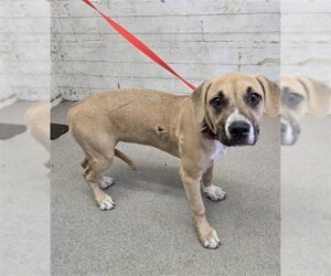 Mutt Dogs for adoption in San Bernardino, CA, USA