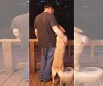 Small #2 Labrador Retriever Mix