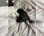 Puppy Puppy 4 Doberman Pinscher