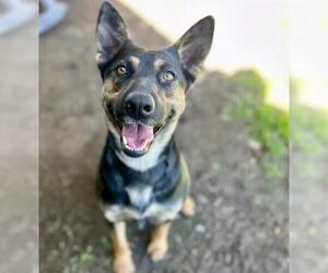 German Shepherd Dog Dogs for adoption in Riverside, CA, USA