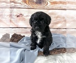 Small Photo #2 Aussiedoodle Miniature  Puppy For Sale in UNIONVILLE, IA, USA
