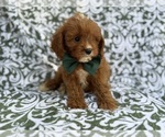 Small #6 Cavapoo (Miniature)