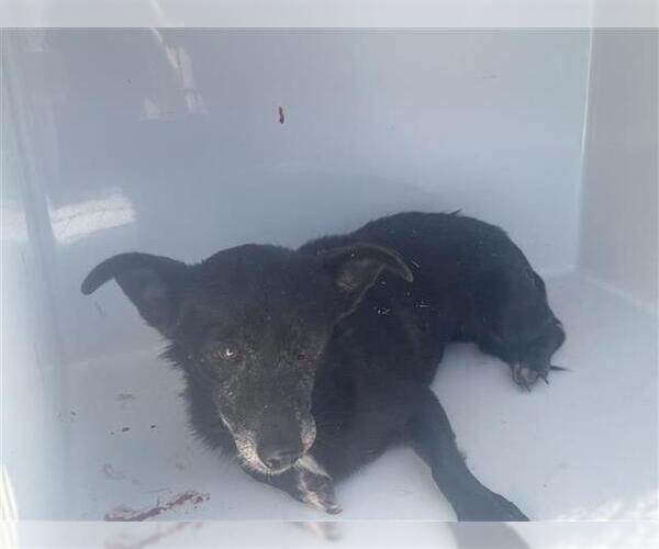 Medium Photo #1 Chiweenie Puppy For Sale in Houston, TX, USA