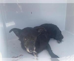 Chiweenie Dogs for adoption in Houston, TX, USA