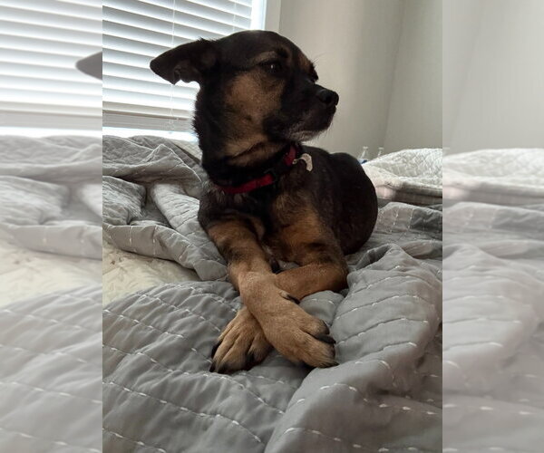 Medium Photo #2 Chihuahua-Unknown Mix Puppy For Sale in Salt Lake City, UT, USA
