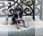 Small Photo #15 Cavalier King Charles Spaniel Puppy For Sale in BENTONVILLE, AR, USA