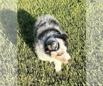 Small #9 Shetland Sheepdog