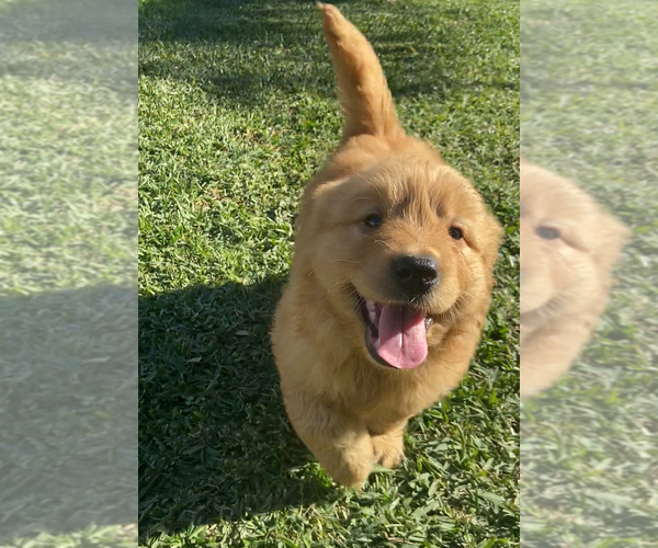 Medium Photo #1 Golden Retriever Puppy For Sale in SANTA ANA, CA, USA