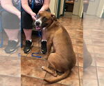 Small #3 Boxer Mix