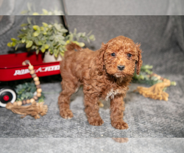 Medium Photo #1 Poodle (Miniature) Puppy For Sale in WOLCOTTVILLE, IN, USA