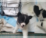 Small Photo #4 Pomeranian Puppy For Sale in PEMBROKE PNES, FL, USA