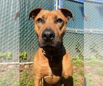Small #25 American Staffordshire Terrier-Rhodesian Ridgeback Mix