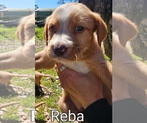 American Pit Bull Terrier-Poodle (Standard) Mix Puppy for sale in FRANKLINTON, LA, USA