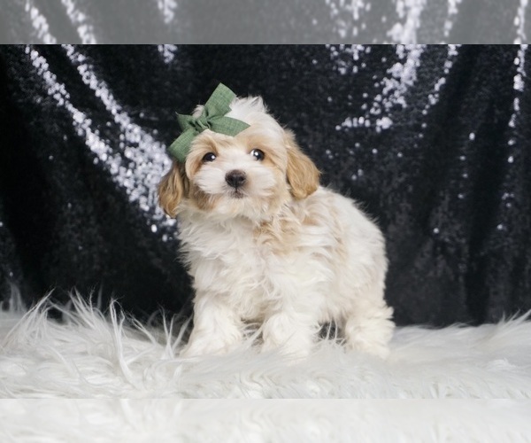 Medium Photo #14 Maltipoo Puppy For Sale in WARSAW, IN, USA