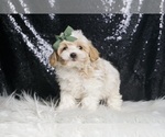 Small Photo #14 Maltipoo Puppy For Sale in WARSAW, IN, USA