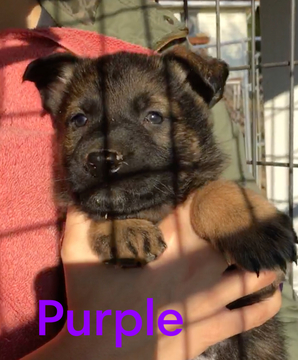 Medium Photo #21 German Shepherd Dog Puppy For Sale in BROOKEVILLE, MD, USA