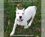Small Photo #203 Dogo Argentino Puppy For Sale in PINEVILLE, MO, USA