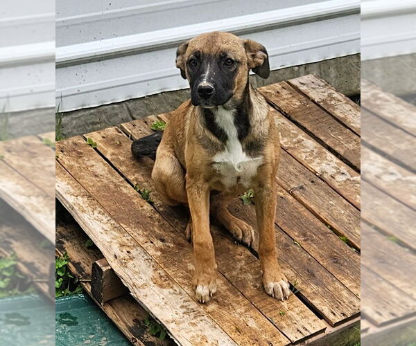 Medium Photo #5 Mutt Puppy For Sale in Tracy City, TN, USA