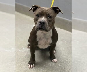 Staffordshire Bull Terrier-Unknown Mix Dogs for adoption in Las Vegas, NV, USA