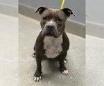 LILY - Female Staffordshire Bull Terrier-Unknown Mix Dog for Adoption - Small photo