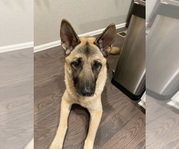 Medium Photo #1 Akita-German Shepherd Dog Mix Puppy For Sale in Fort Collins, CO, USA