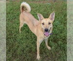 Small #3 Shiba Inu Mix
