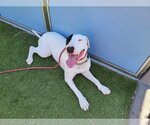 Small Photo #1 Bull Terrier-Unknown Mix Puppy For Sale in phoenix, AZ, USA