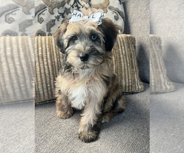 Medium Photo #4 Whoodle (Miniature) Puppy For Sale in RICHMOND, IL, USA