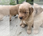 Small #5 Golden Retriever